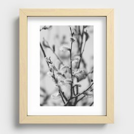 Pussy Willow in Black and White | Nekoyanagi Japanese Tree | Salix gracilistyla | Quaint flowers Recessed Framed Print