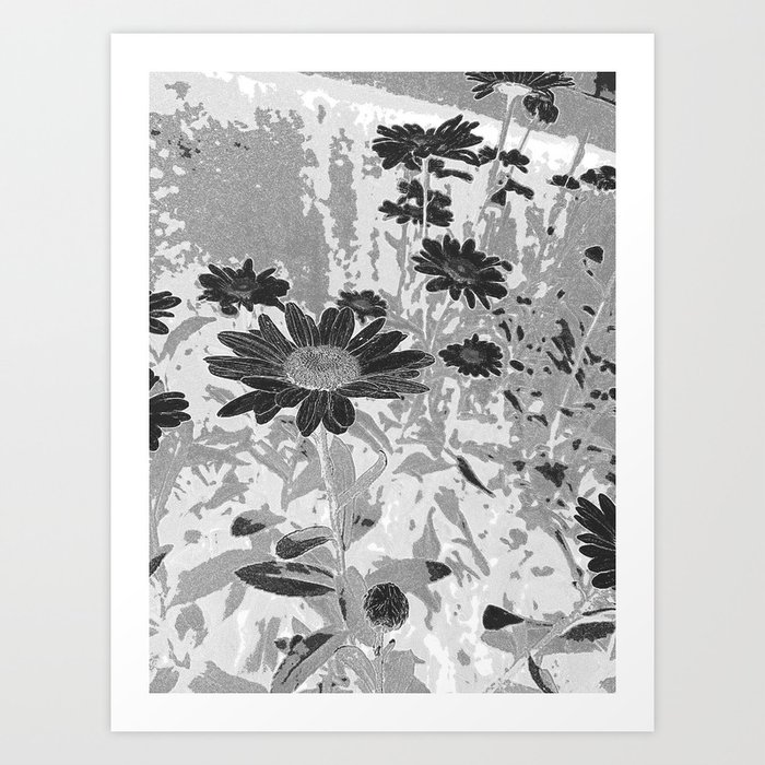 Black & White Daisies Art Print