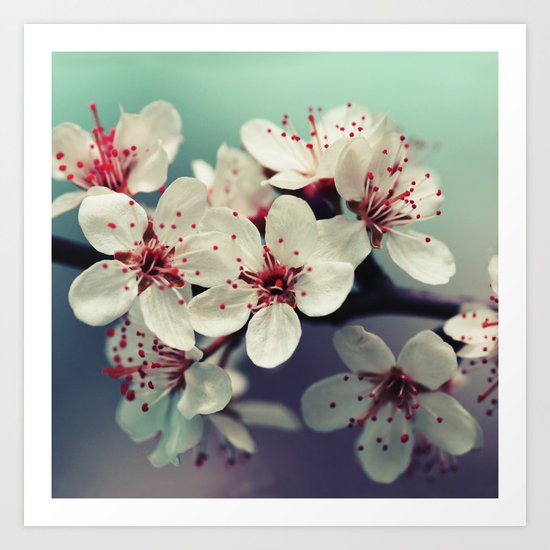 Cherry Blossom, Cherryblossom, Sakura, Vintage Style Art Print