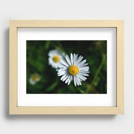 Dublin Daisies Recessed Framed Print