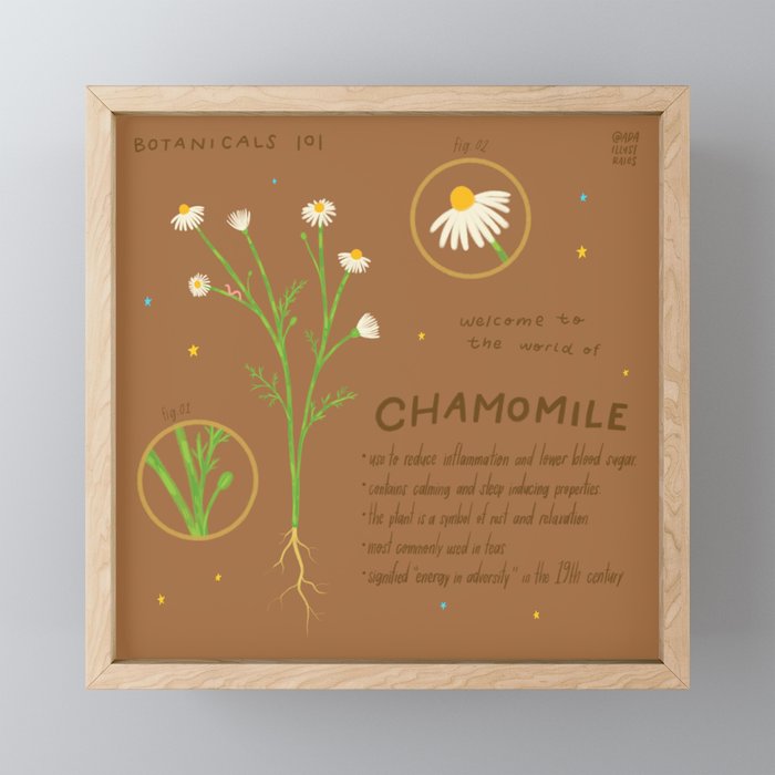 Chamomile Plant Illustration Framed Mini Art Print