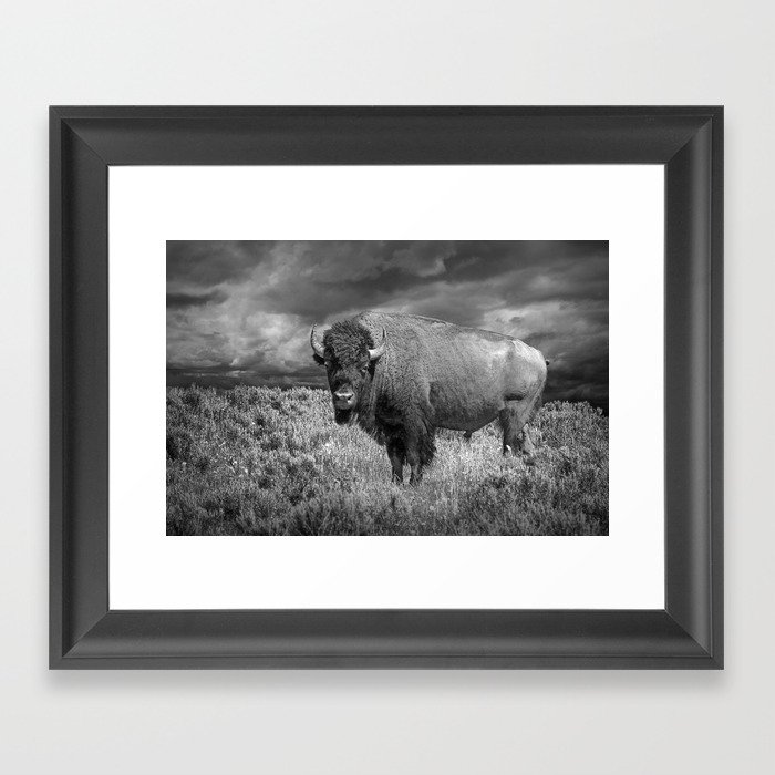American Buffalo Bison in Yellowstone National Park in Montana a Black and White Version 35863 Framed Art Print