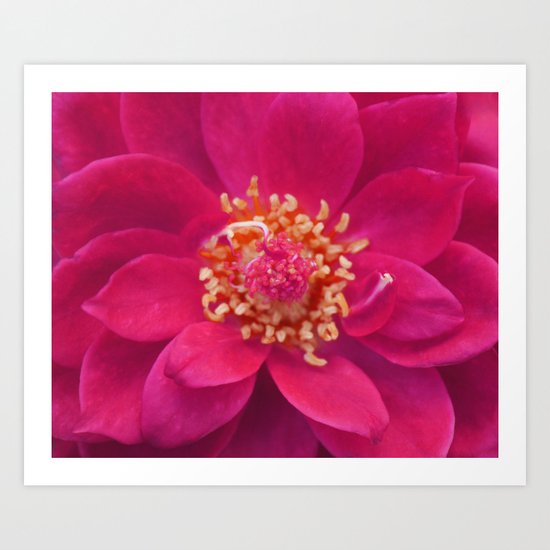 Red Petal Mandala Art Print