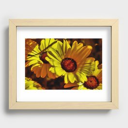 African Daisies 885 Recessed Framed Print