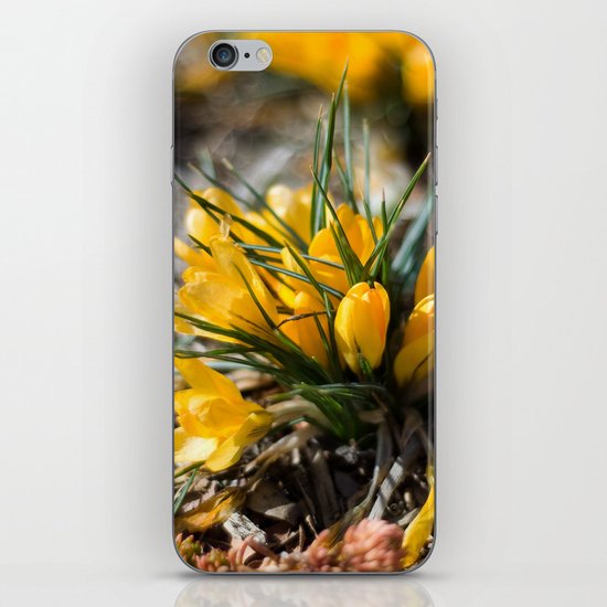 Sunlit Crocus iPhone & iPod Skin