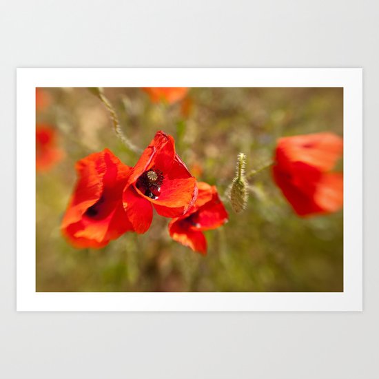 Poppies by Boone Speed Art Print