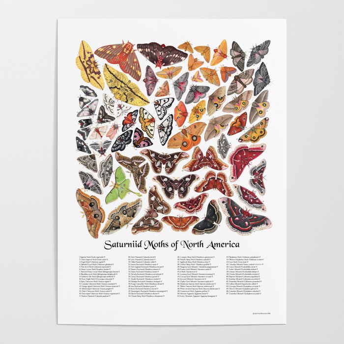Saturniid Moths of North America Poster