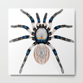 Desert Toned Spider Metal Print