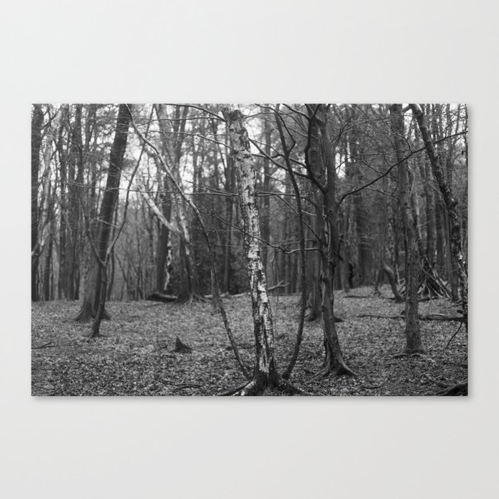 Birch Tree Woodland in Winter Black and White SLR Film Canvas Print