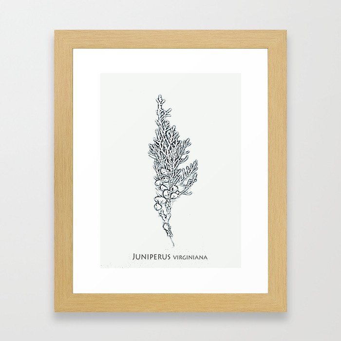 Botanical Juniper No.1 Framed Art Print