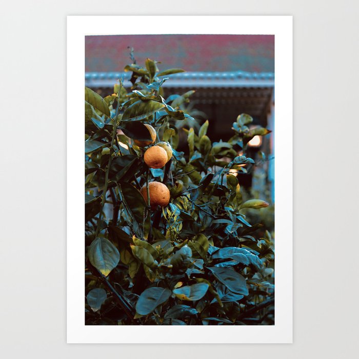 Oranges in the Courtyard Art Print