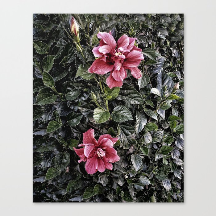 Frosted Hibiscus Canvas Print