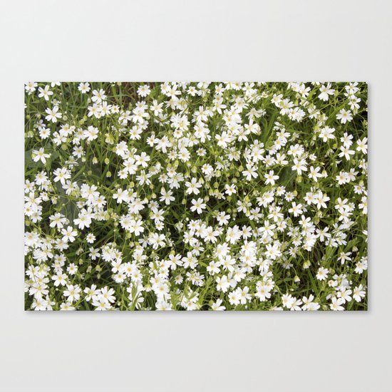 Stitchwort Stellaria Wild Flowers Canvas Print