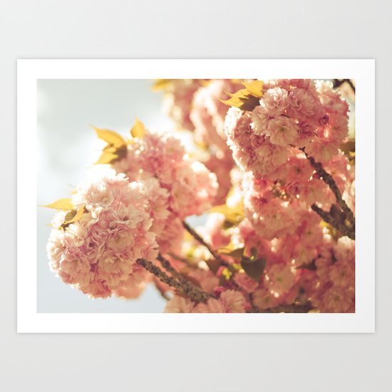 Cherry Blossom Art Print