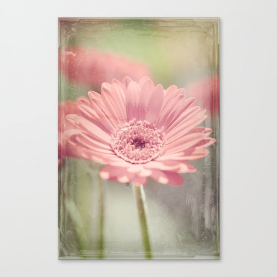 Gerbera Canvas Print