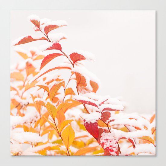 Snow covered red leaves Canvas Print