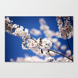 Chipping Sparrow in the Cherry Tree Canvas Print