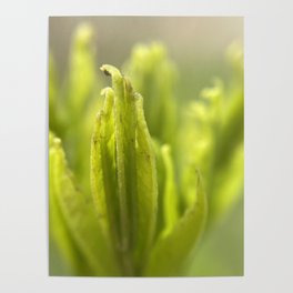 Nature is Magic Macro Photography  Poster
