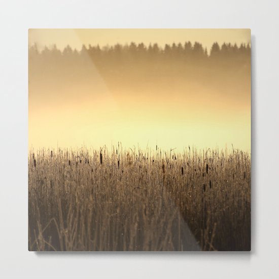 Bed Of Reeds In Golden Hour Metal Print