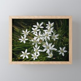 Star of Bethlehem Framed Mini Art Print
