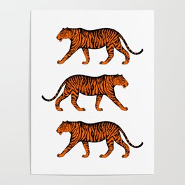 Tigers (White and Orange) Poster