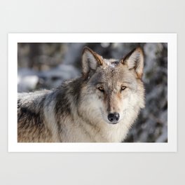 Yellowstone Wolf Portrait Art Print