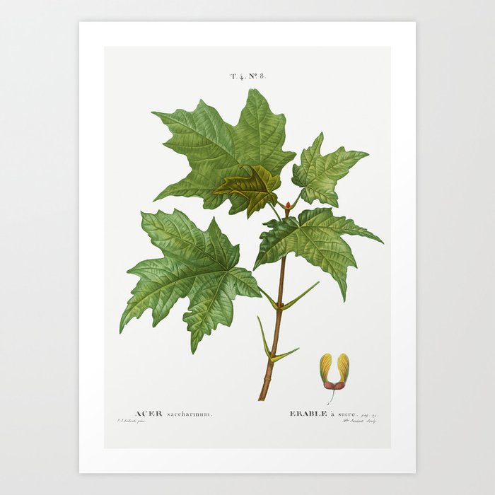 Silver maple, Acer saccharinum from Traité des Arbres et Arbustes que l’on cultive en France en plei Art Print