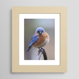 Angry Blue Bird Framed Art Print