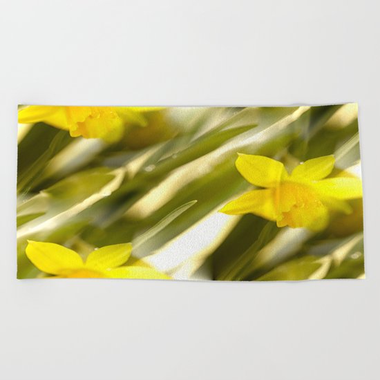 Spring atmosphere with yellow narcissus Beach Towel