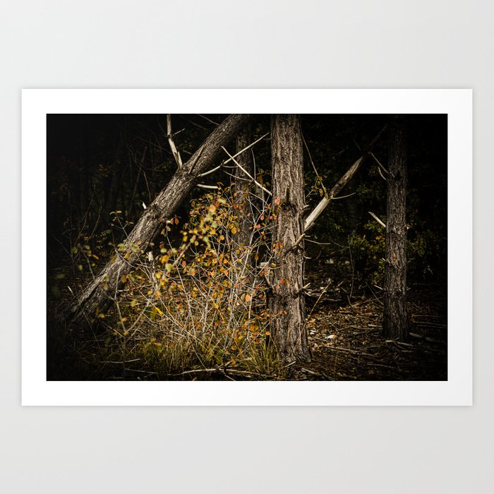 The dark woods II | The Netherlands | Color | Nature Photography | Fine Art Photo Print Art Print