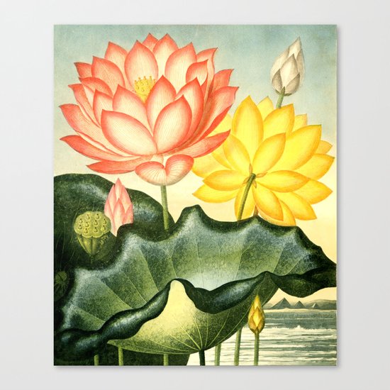 New Illustration Of The Sexual System : The Sacred Egyptian Bean Canvas Print