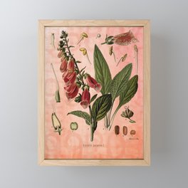 Vintage Botanical Illustration Collage, Foxgloves, Digitalis Purpurea Framed Mini Art Print