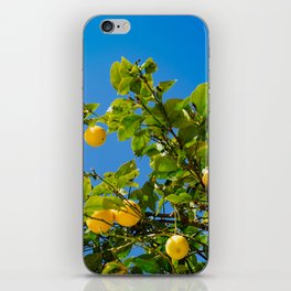 Summer Lemon Tree, Blue Sky iPhone Skin