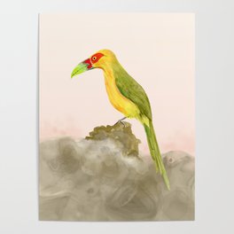 Saffron Toucanet - Rain Forest Bird Poster