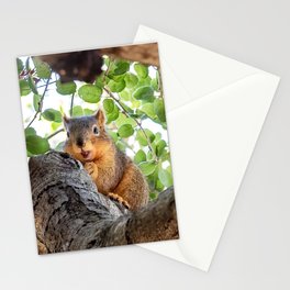Suspicious Squirrel Guarding Acorn Stationery Card
