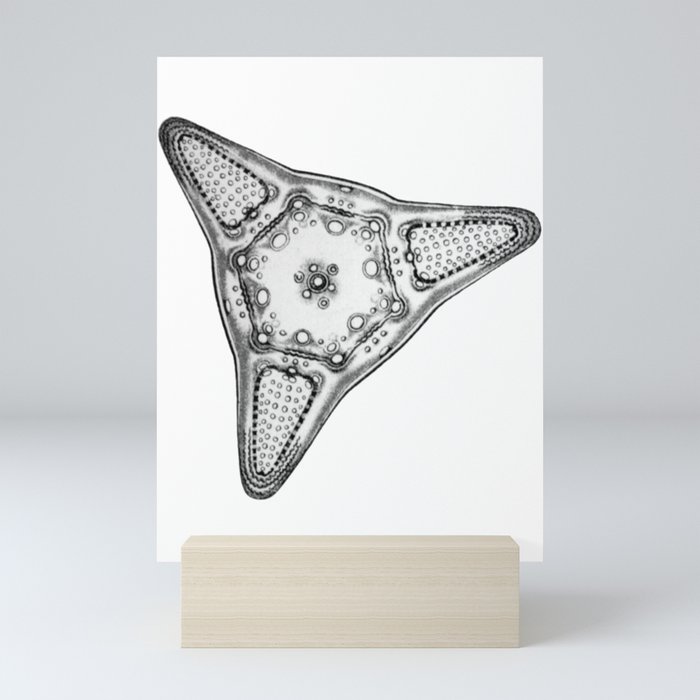 Diatom Mini Art Print