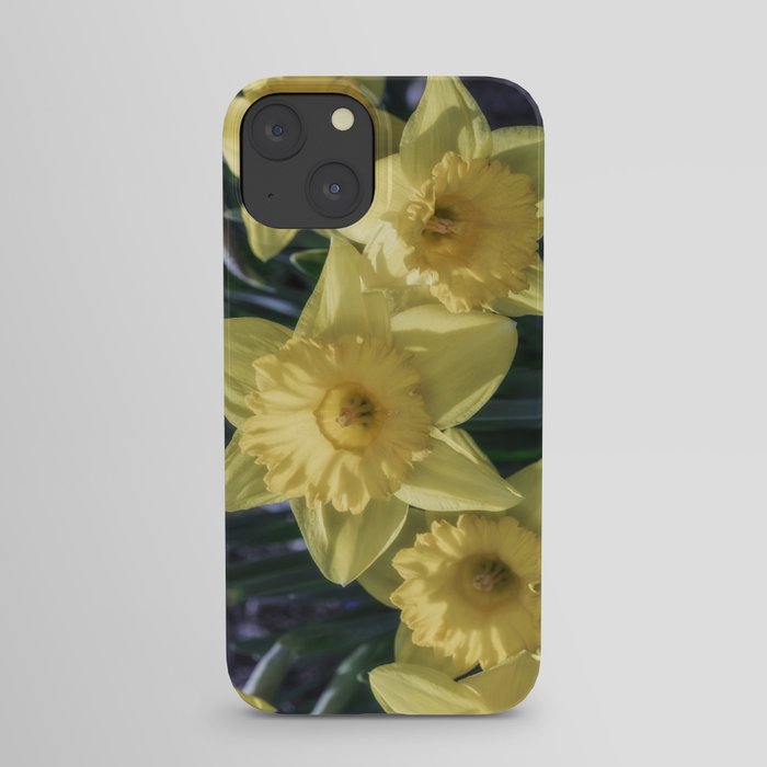 Spring time Daffodils iPhone Case