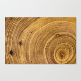 Detailed rich dark brown wood tree with circle growth rings pattern Canvas Print