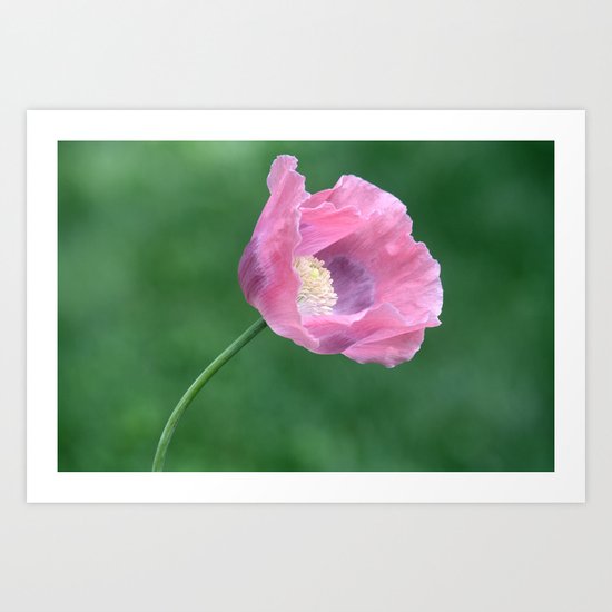 Pink Poppy Profile Art Print