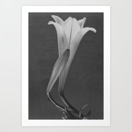 Tulip Blossoms floral black and white photography / photograph Art Print