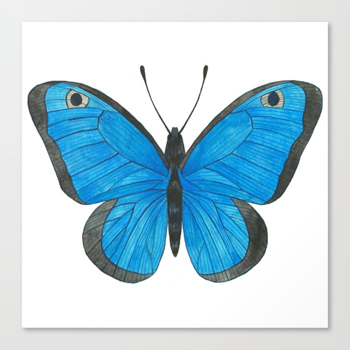 Morpho Butterfly Illustration Canvas Print