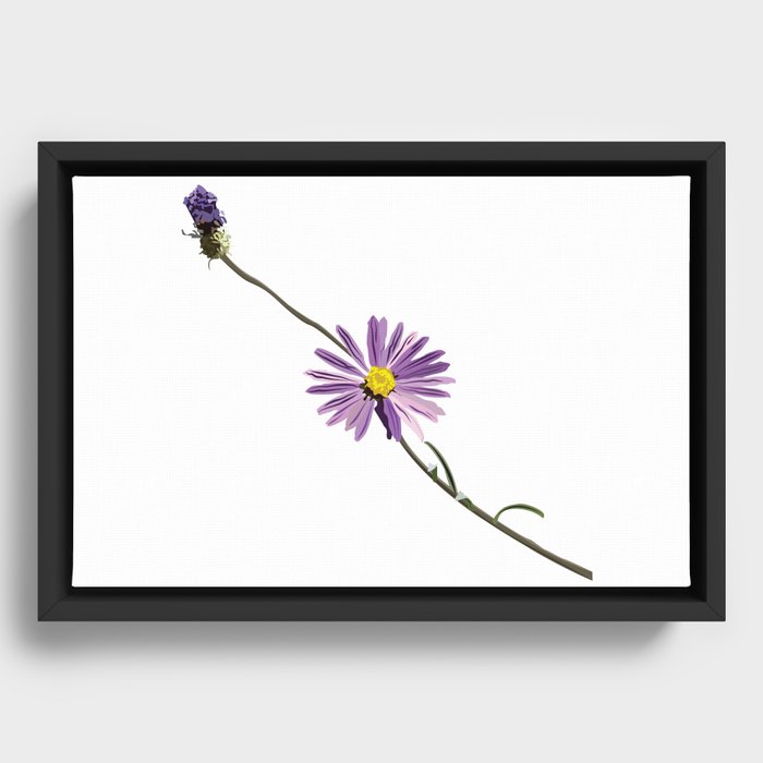Chicory Framed Canvas