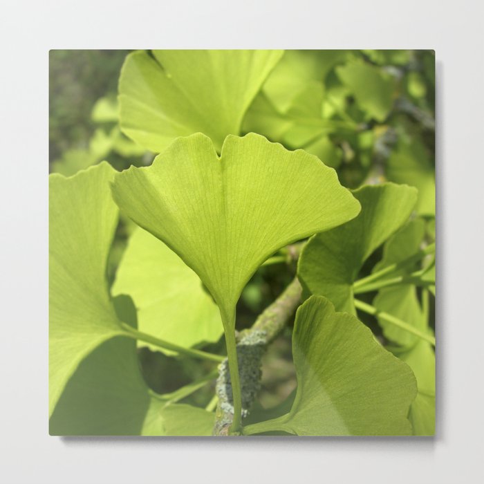 green ginkgo leaf VII Metal Print