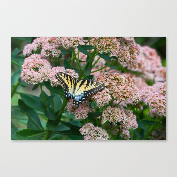 Eastern Tiger Swallowtail Butterfly Canvas Print