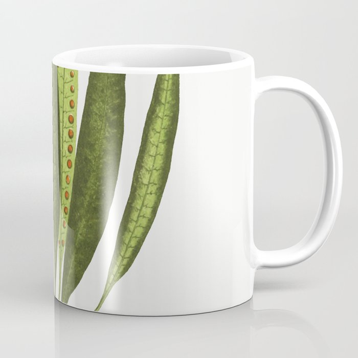 Polypodium Lycopodioides from Ferns British and Exotic  Coffee Mug