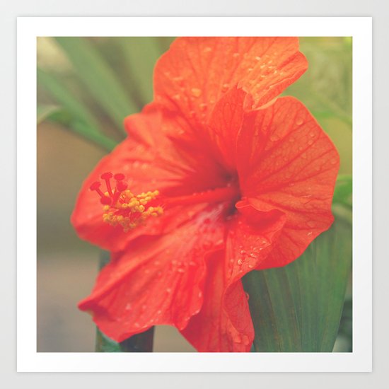 Red hibiscus Art Print