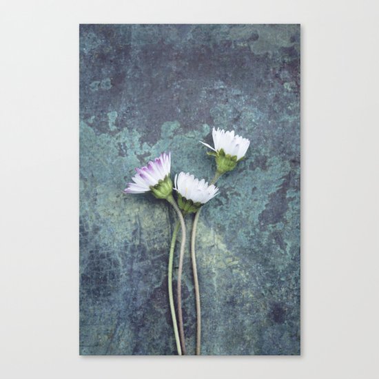 Daisies Canvas Print