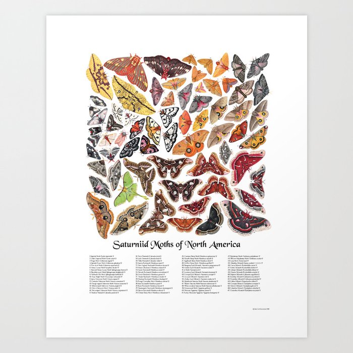 Saturniid Moths of North America Art Print