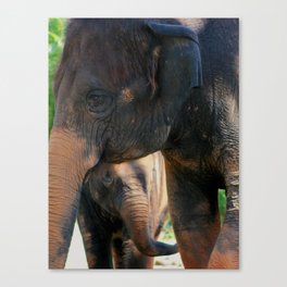 Elephant Family  Canvas Print