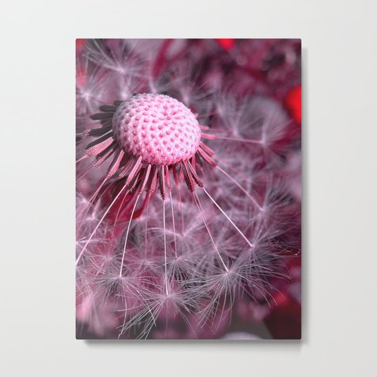 dandelion macro II Metal Print